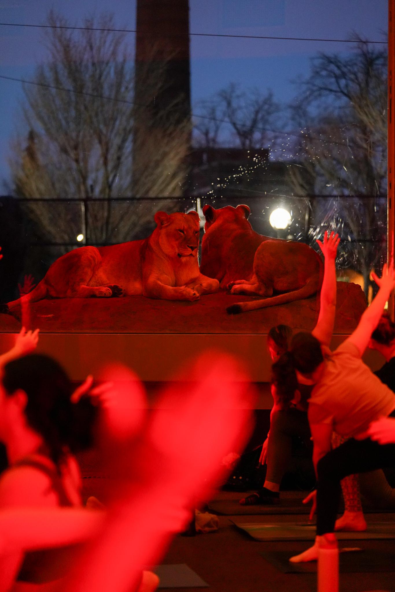 Lions Den - Lincoln Park